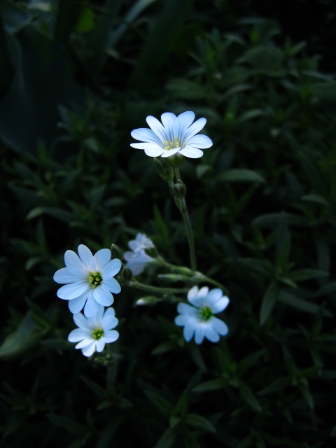 Bílé květy
