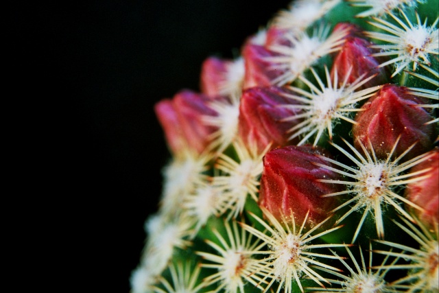 Květy kaktusu