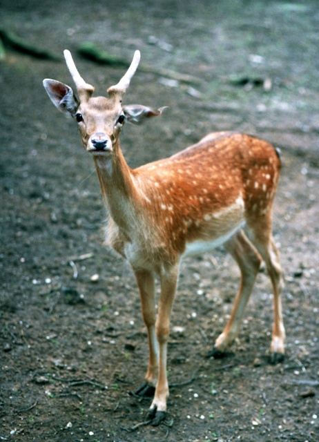 Daněk evropský (Dama dama)